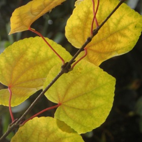Cercidiphyllum japonicum (kadsura tree)